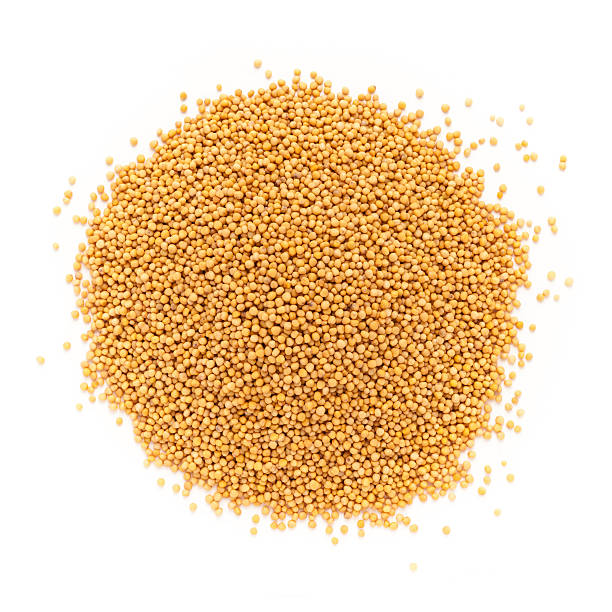 istock Top view of Organic yellow mustard. 488480520