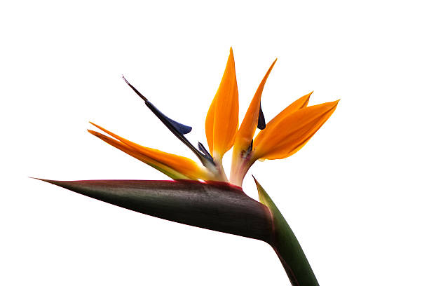 istock Bird of paradise flower exempted 488482504