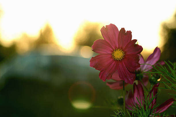 istock red flower light of sunset 488483452