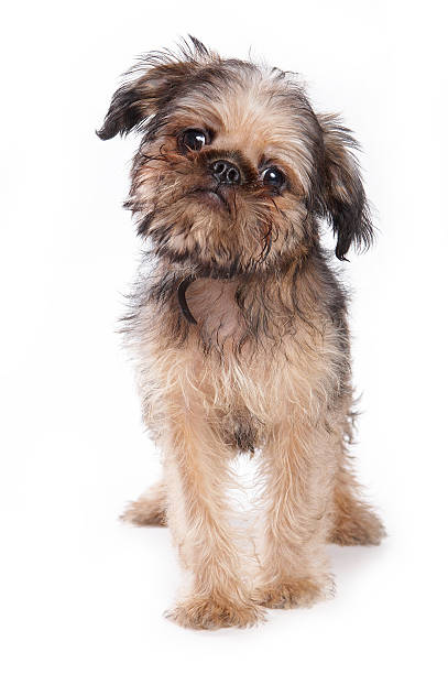 istock Funny fluffy puppy Griffon stands (isolated on white) 488483964