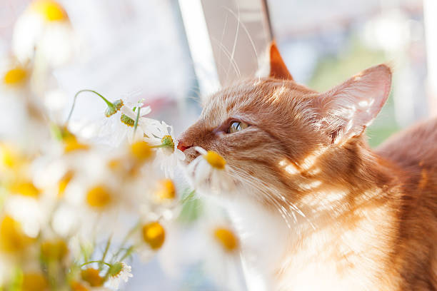 The red cat smells a bouquet of camomiles. Cozy morning. stock photo