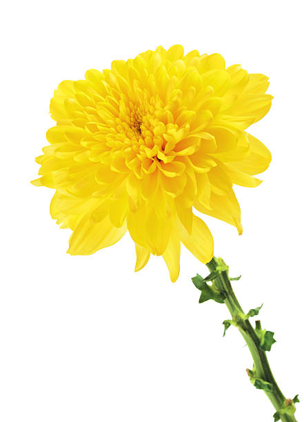 istock Yellow Chrysanthemum Flower 488485374