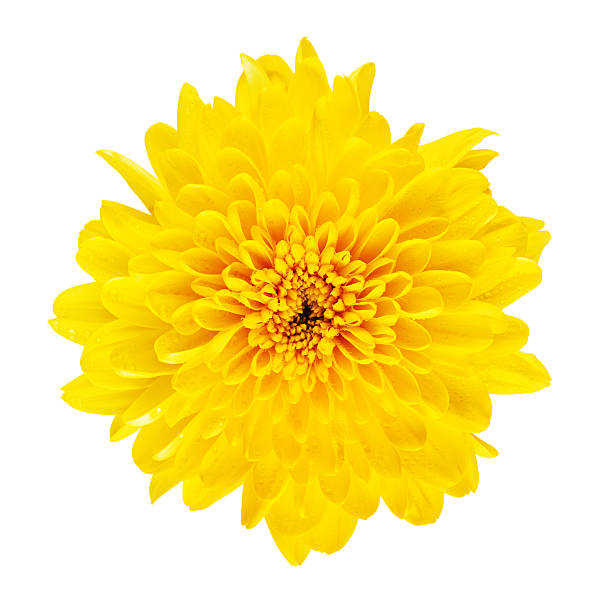 istock Yellow Chrysanthemum Flower 488485390