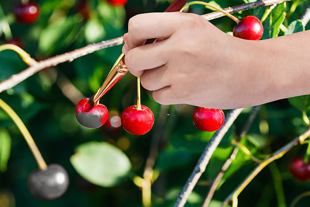 istock hand with paintbrush paints red ripe cherry 488486318