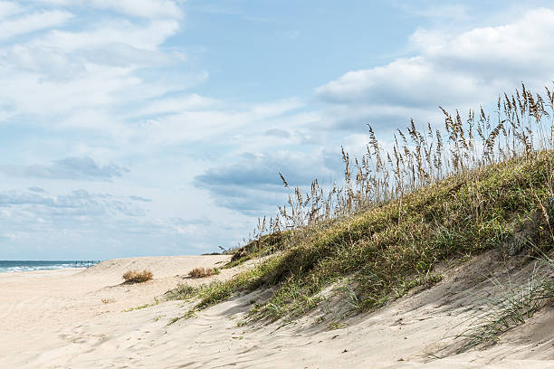 Beach Grass on Dunes stock photo