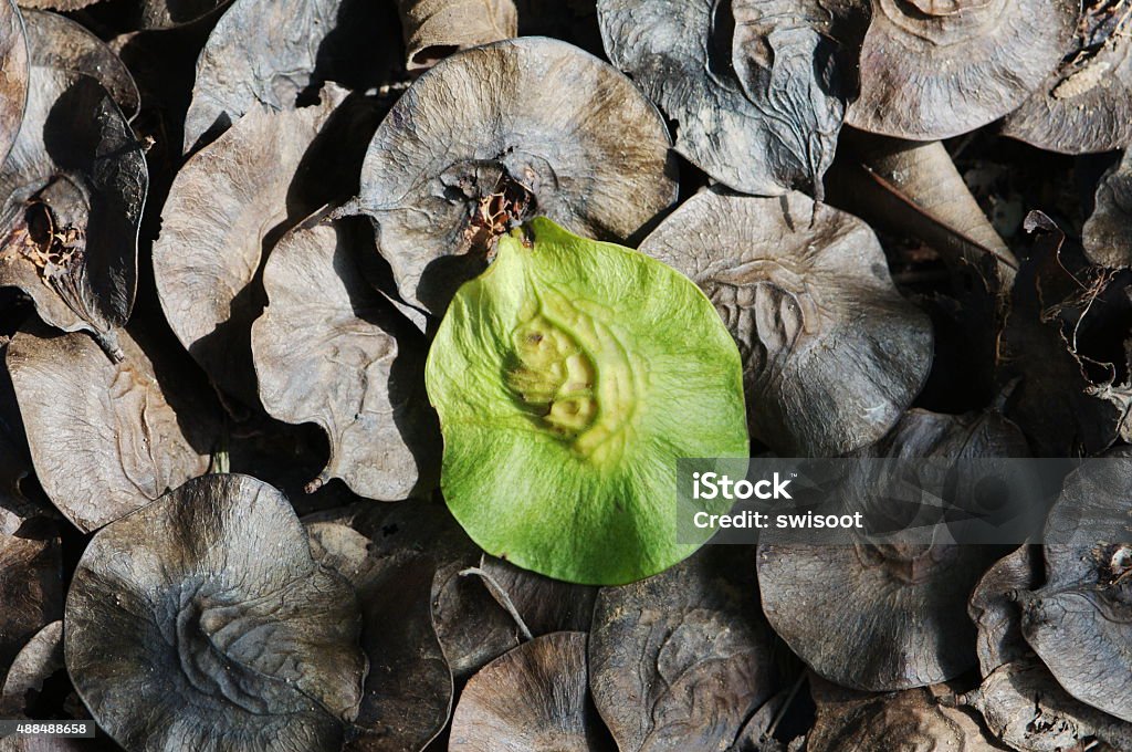 Samaroid Samaroid Siam Rose Wood Seed Texture Background Stock Photo - Download ...