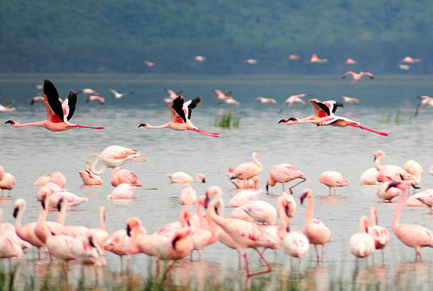 istock flamingos in Nakuru Lake 488488716