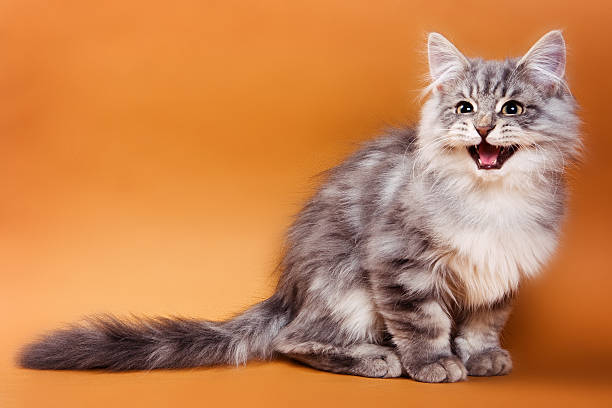 istock Fluffy gray cat sits and meows on a brown background 488488842