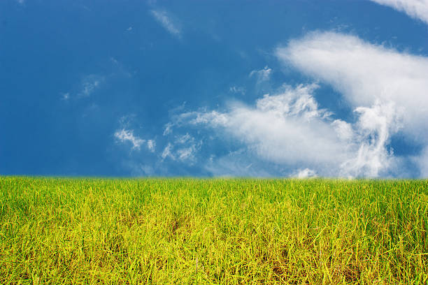 istock Rice field with blue sky and white cloud background 488488960