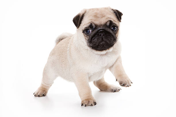 istock Funny pug Puppy looking at the camera (isolated on white) 488489306