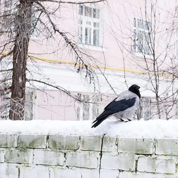 Crow on brick wall in the city. Winter, urban birds