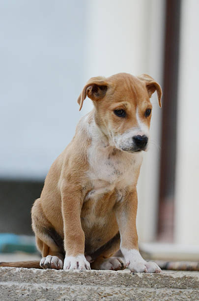 istock Cute puppy. Animal theme 488490986