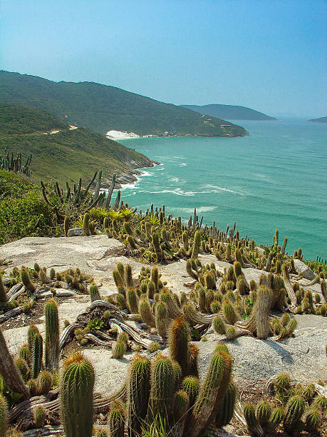 Cactus 9 Thorn Plant arraial do cabo stock pictures, royalty-free photos & images