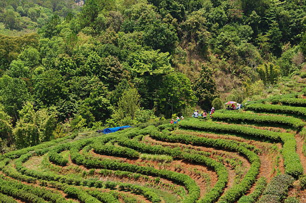 rowing tea field in the valley rowing tea field in the valley agroforestry stock pictures, royalty-free photos & images