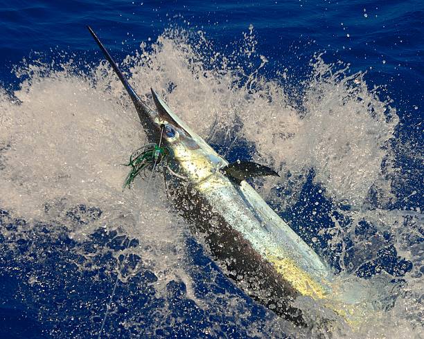 istock Blue Marlin fishing 488493388