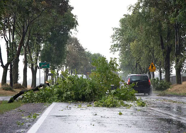 Photo of Wind Storm Damage