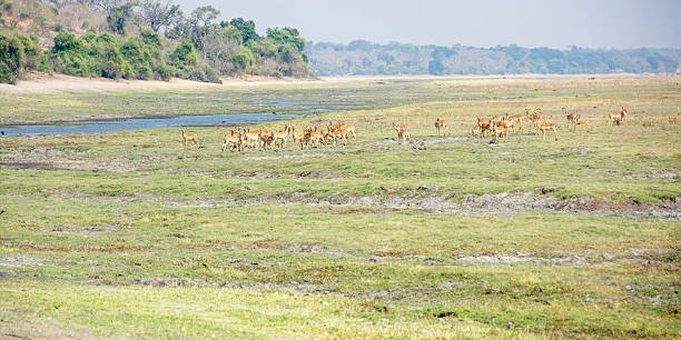 istock Herd of Impala along the River 488496152