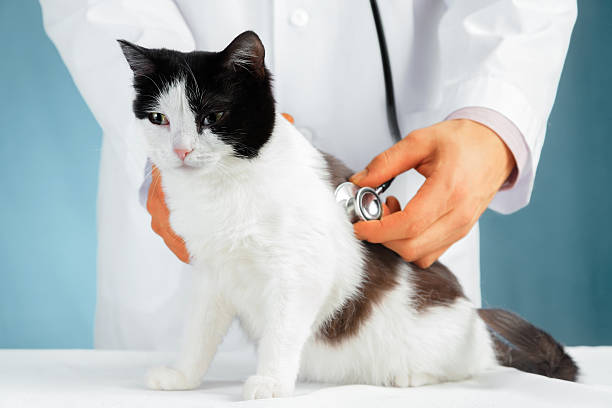 istock Listening a cat with stethoscope 488497469