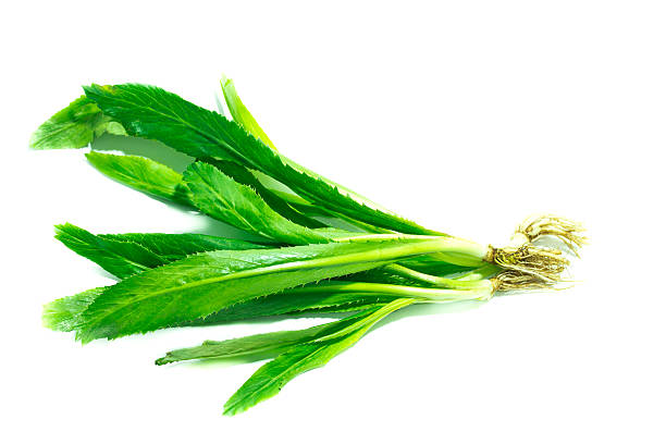 istock Thai sawtooth Coriander on white background 488497728