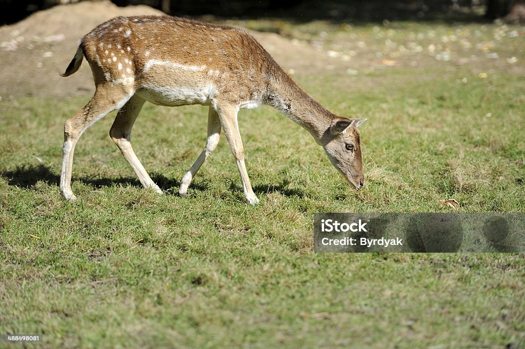 Deer Young deer on autumn meadow Animal Stock Photo