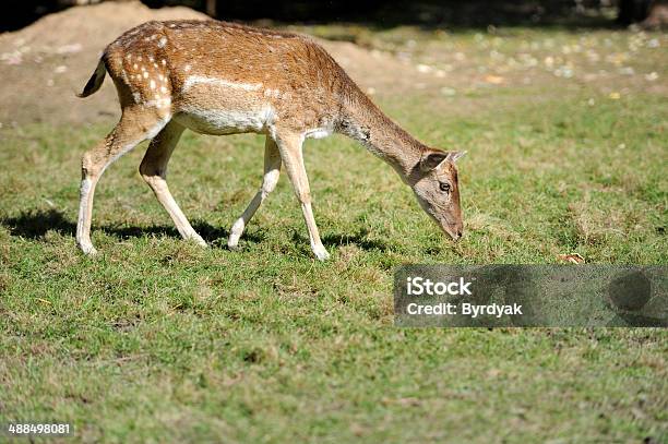 Deer Stock Photo - Download Image Now - Animal, Animal Wildlife, Animals In The Wild