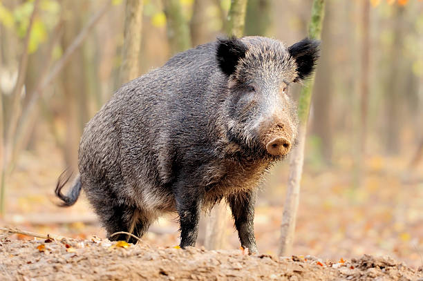 istock Wild boar in autumn forest 488498091