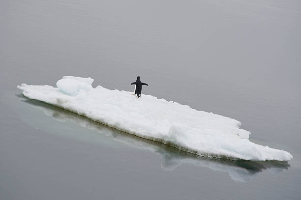 istock Adelie Penguin on an ice floe 488498155