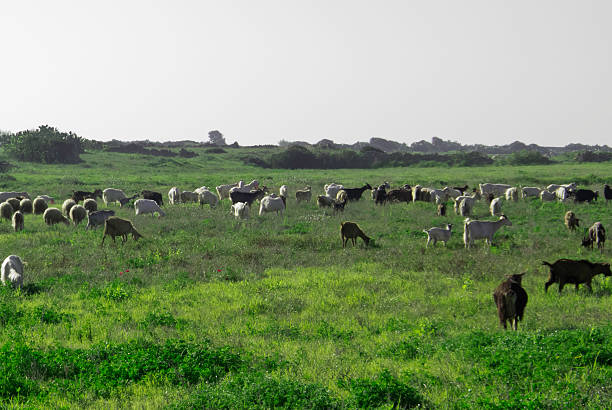 Sheep grazing. Landscape with goats and sheep grazing. studland heath stock pictures, royalty-free photos & images