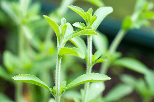 istock Fresh twigs at a Stevia (Rebaudiana) plant 488498354