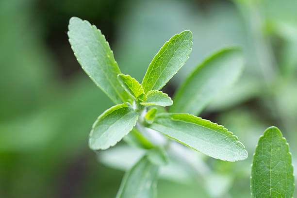 stevia rebaudiana planta - sweetening - fotografias e filmes do acervo