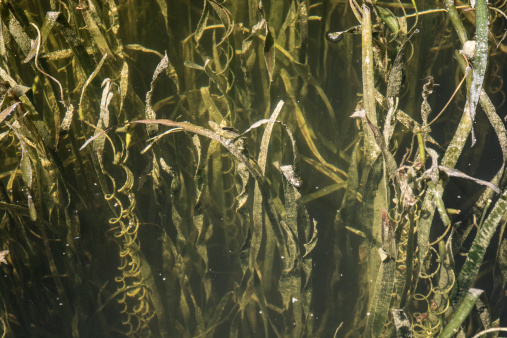 Pond Scum Eel Grass Underwater Plants seaweed