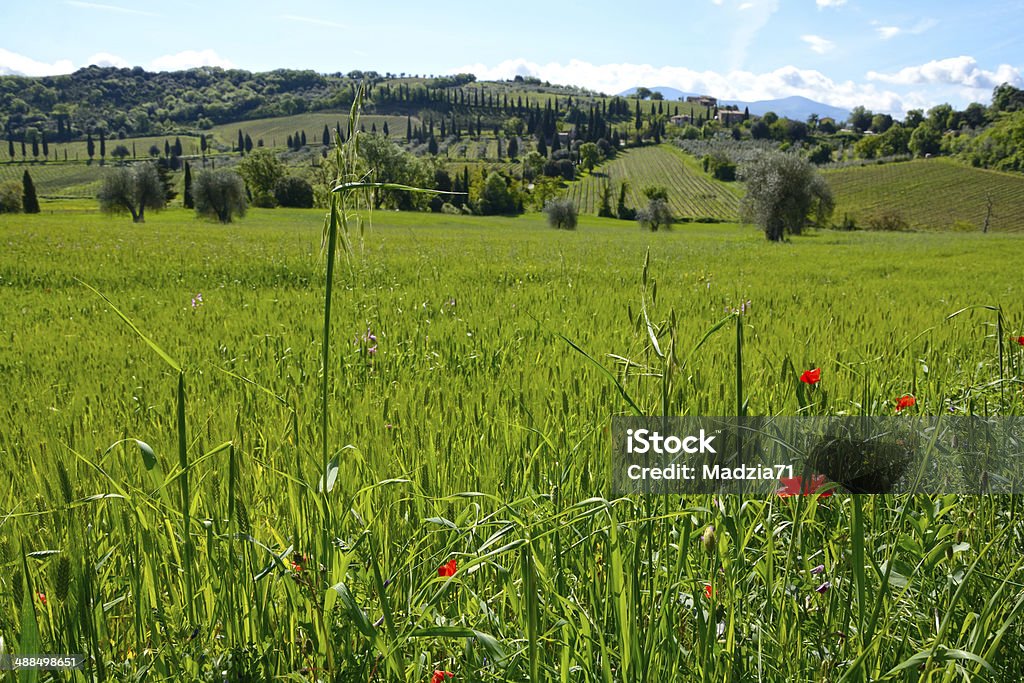 Toscana - Foto de stock de Agricultura libre de derechos