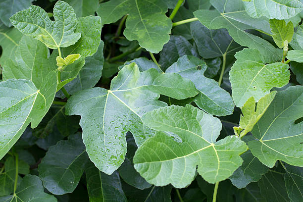 istock closeup of fig leaves 488498728