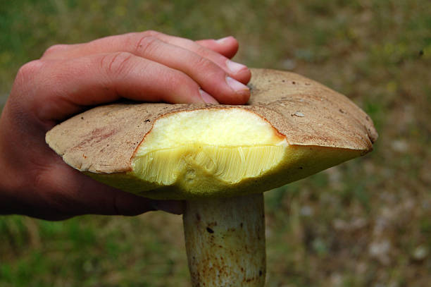 istock hand hold poisonus wild mushroom 488498906