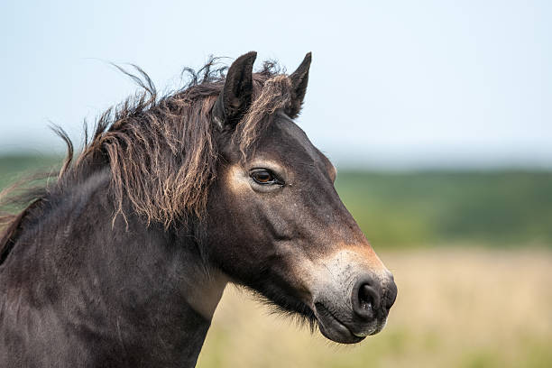 dziki exmoor pony - exmoor national park zdjęcia i obrazy z banku zdjęć