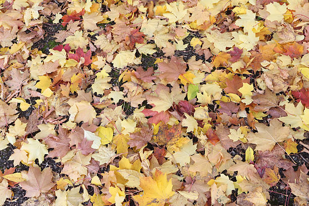 istock Background from yellow and the red fallen maple leaves 488499262