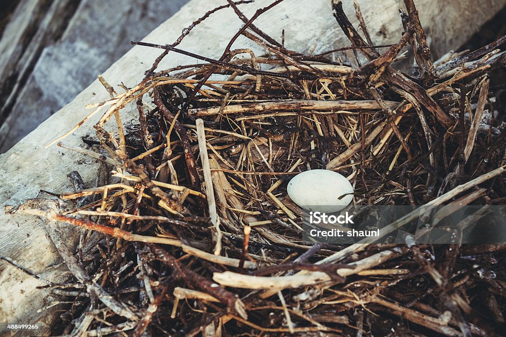 Corvo-marinho Nest - Royalty-free Animal Foto de stock