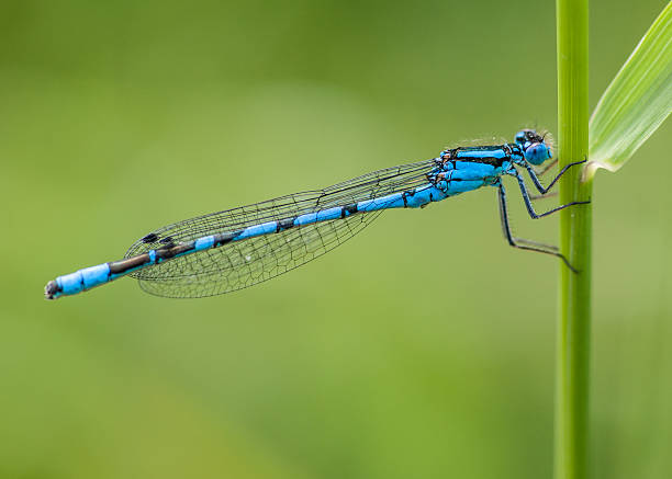 istock Blue Damselfly : Enallagma cyathigerum 488499396