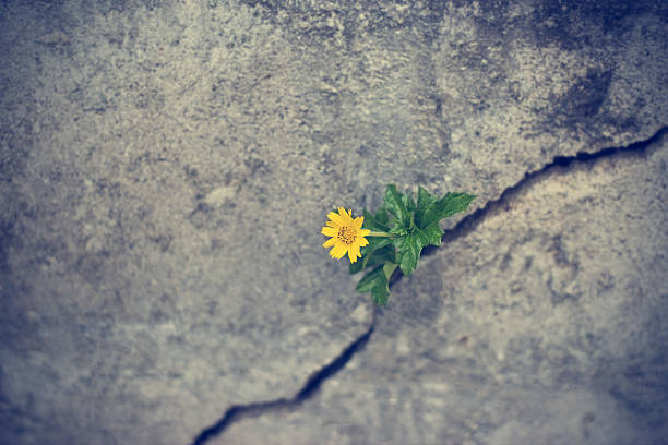 istock yellow flower growing on crack grunge wall, soft focus 488499424