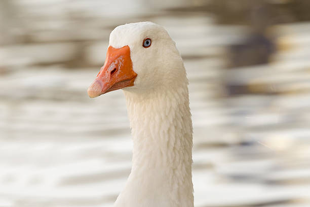 istock Beautiful white goose portrait. 488499458