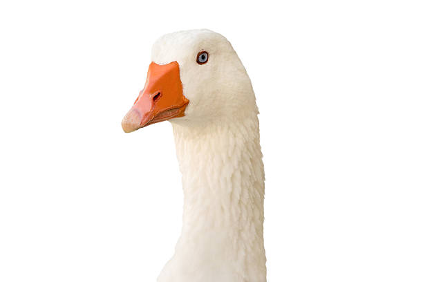 istock White goose portrait isolated on white. 488499474