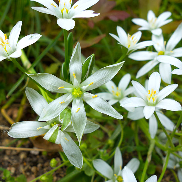 istock Wonderful white flowers - Stars of Bethlehem 488499697
