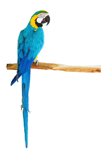 Blue-and-yellow macaw (Ara ararauna) perched on a branch on white background