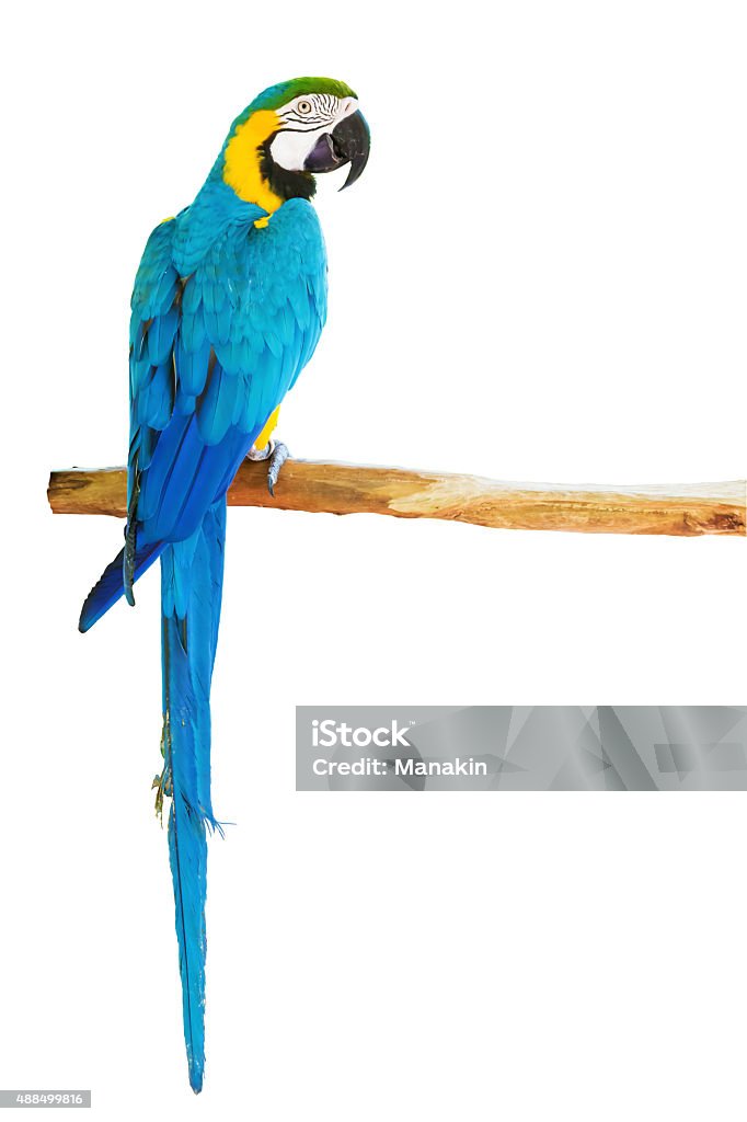 Blue-and-yellow macaw on white background Blue-and-yellow macaw (Ara ararauna) perched on a branch on white background Parrot Stock Photo