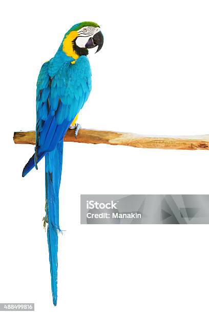 Blueandyellow Macaw On White Background Stock Photo - Download Image Now - Parrot, Macaw, Bird