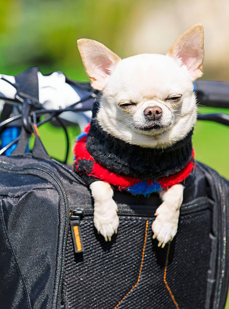 istock funny dog in a bicycle basket 488500097