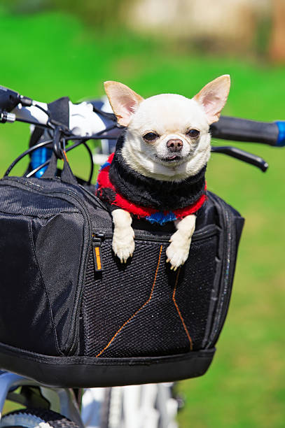 istock chihuahua in a bicycle bag 488500133