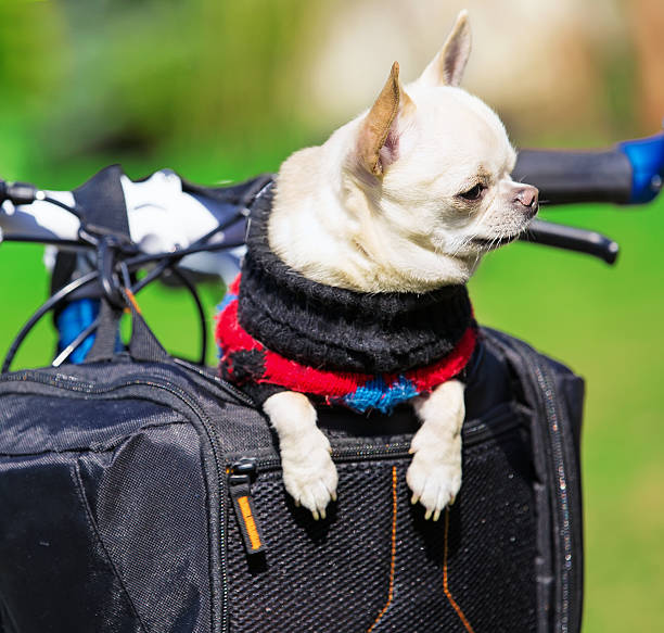 istock small dog in a bicycle basket 488500171