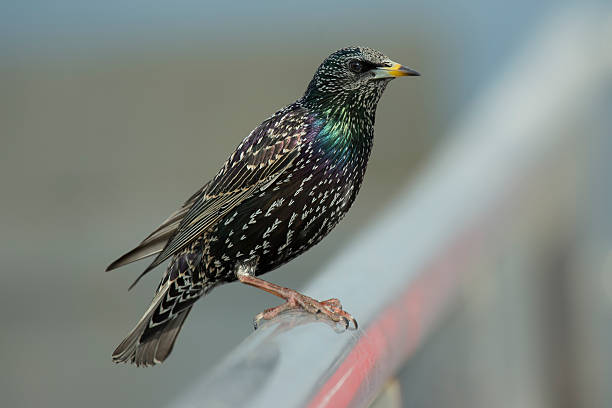 storno europeo - bird warbler birdsong singing foto e immagini stock