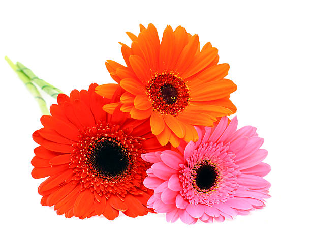 istock Gerbera Flower Isolated on White Background 488500523